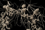 Cold Soil Caucus