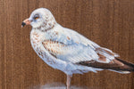 Seagull