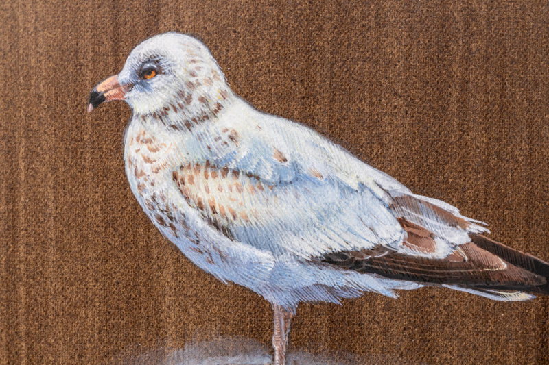 Seagull