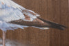 Seagull