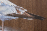 Seagull