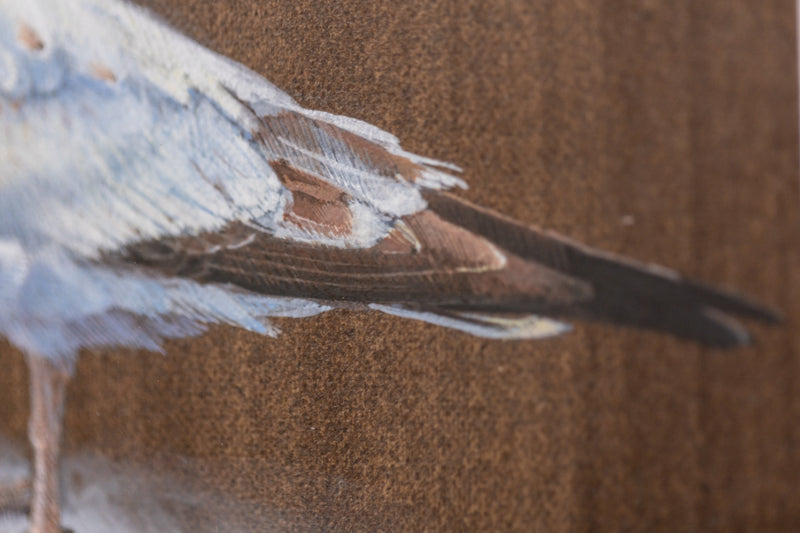Seagull