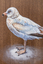 Seagull