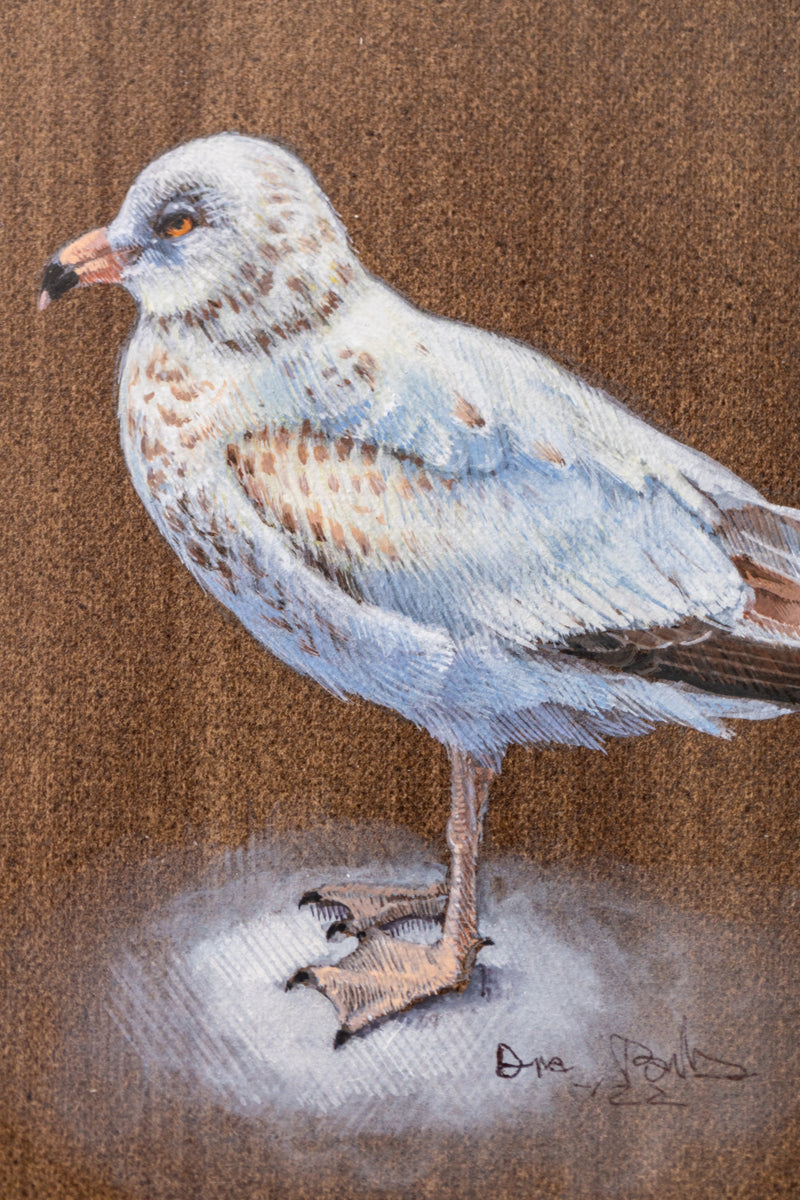 Seagull