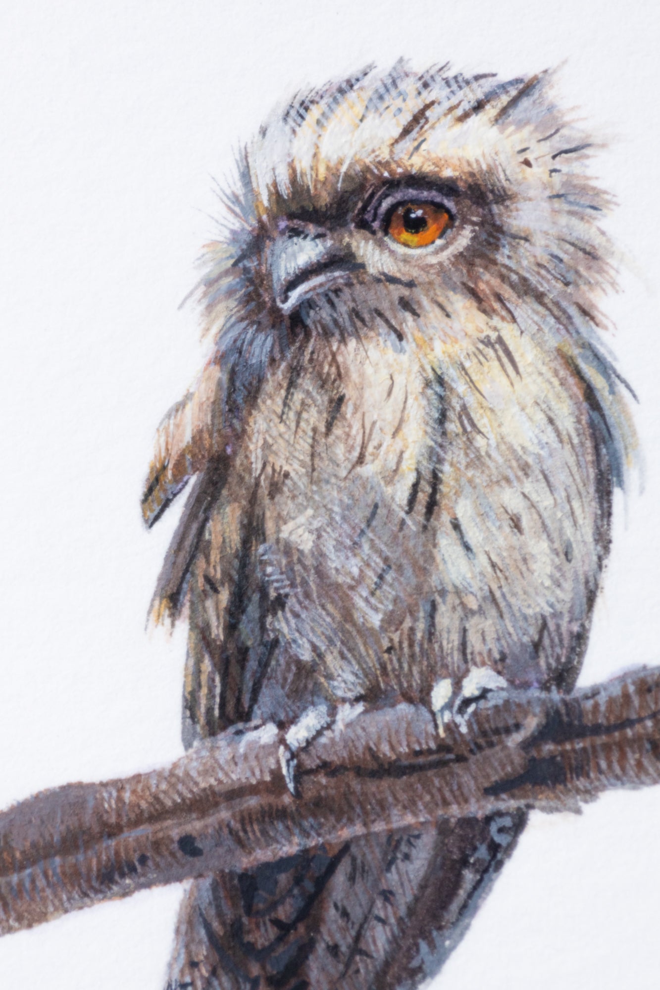 COLOR CHART – Frogmouth