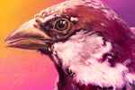 Sparrow #1