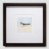 Greater Roadrunner