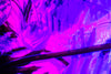 Greenhouse