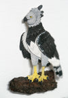 Harpy Eagle