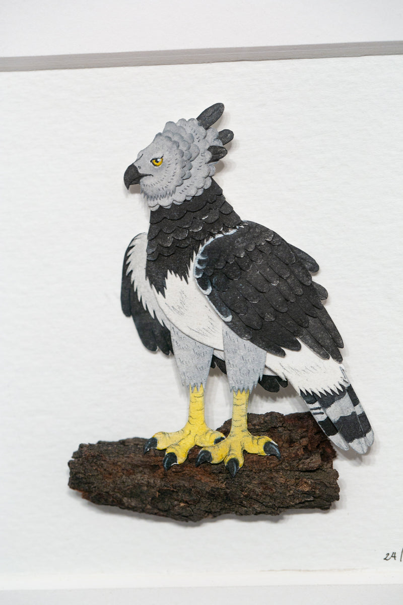 Harpy Eagle