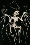 Haruspex II