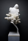 The Oyster