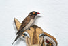 Impala and Red-Billed Oxpeckers