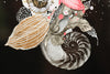 Midnight Nautilus