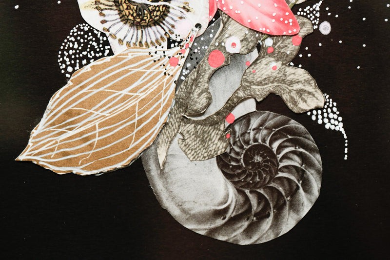 Midnight Nautilus