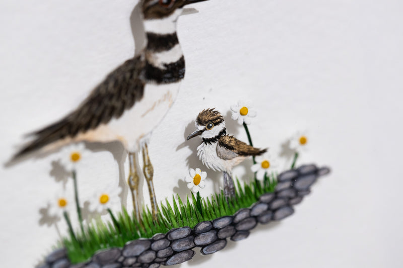 Killdeer with chick