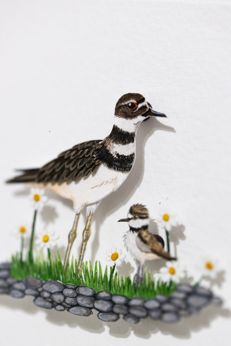 Killdeer with chick