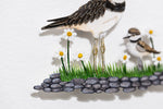 Killdeer with chick