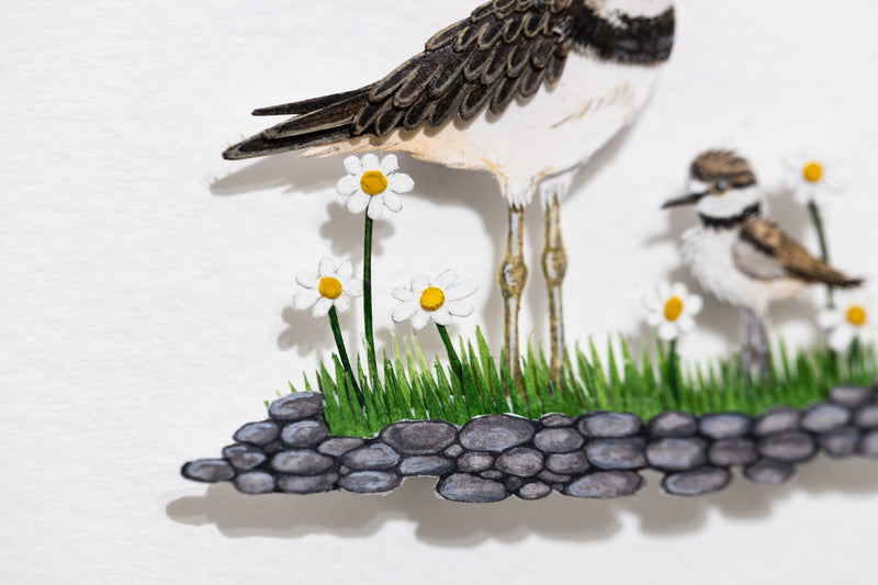 Killdeer with chick