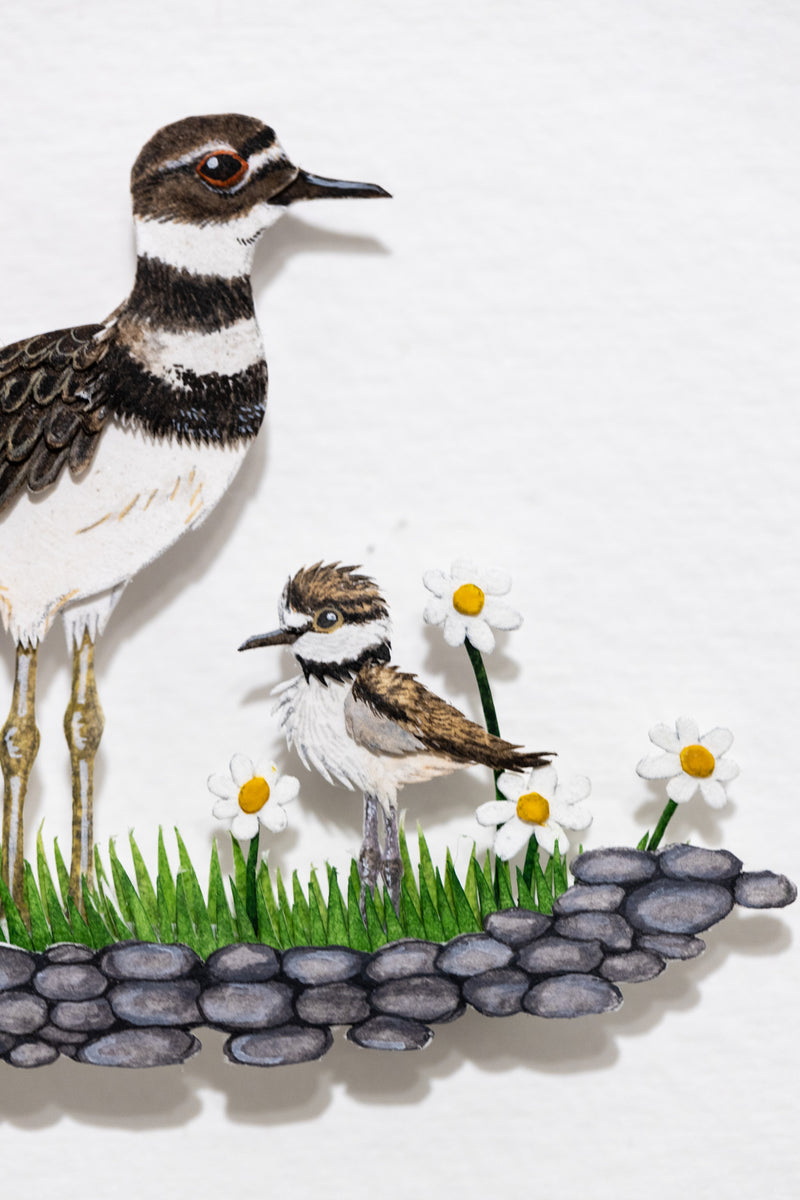 Killdeer with chick