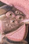 Pythagoras
