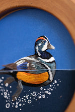 Harlequin Drake