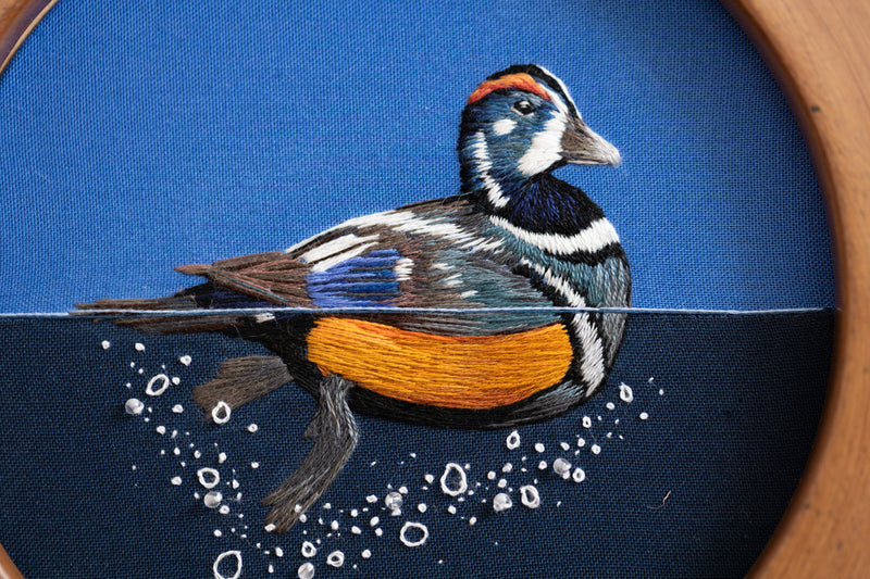 Harlequin Drake