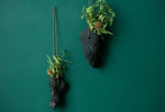 The Long Arm Reaches Out Planter 2