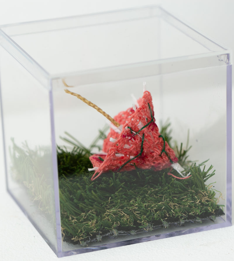 Coral Umbrella