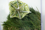 Lemongrass Umbrella