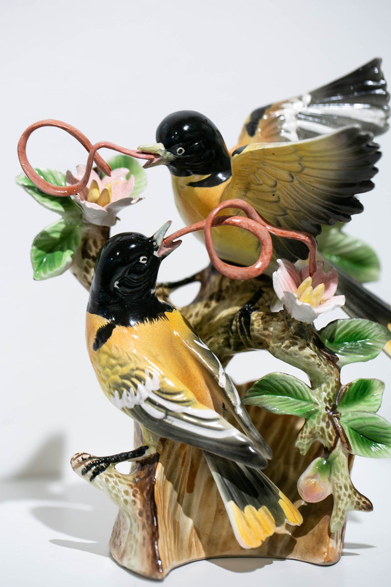 Ribbon-tongue Orioles