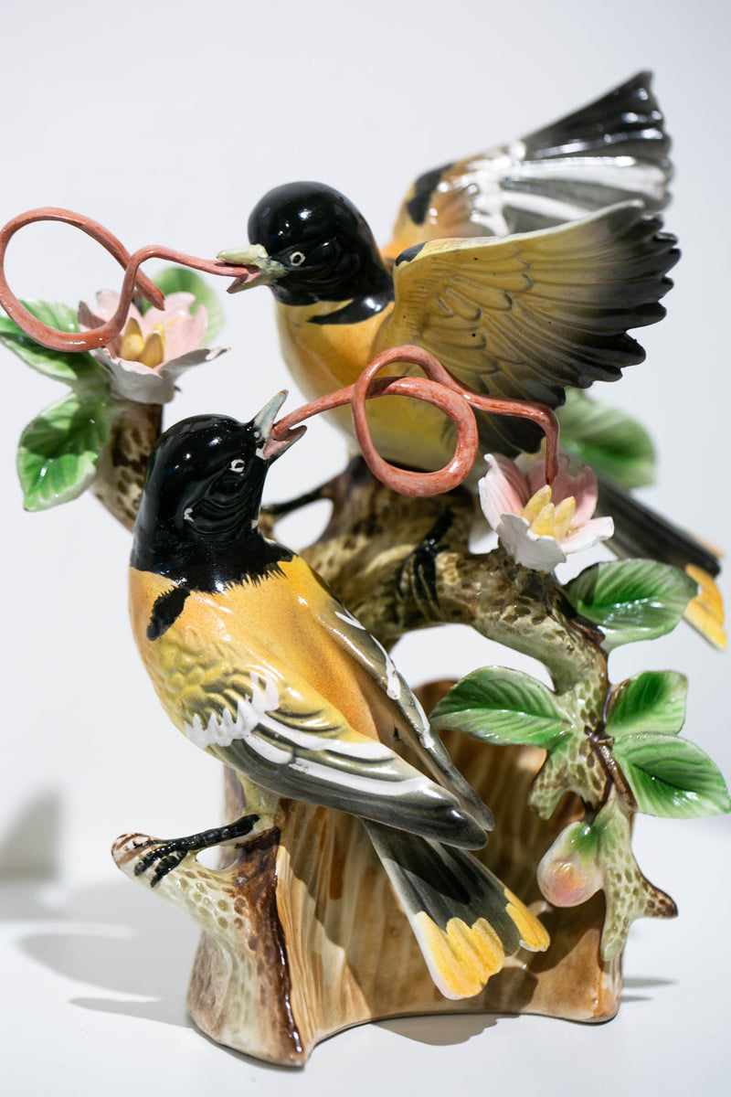 Ribbon-tongue Orioles