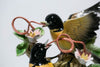 Ribbon-tongue Orioles