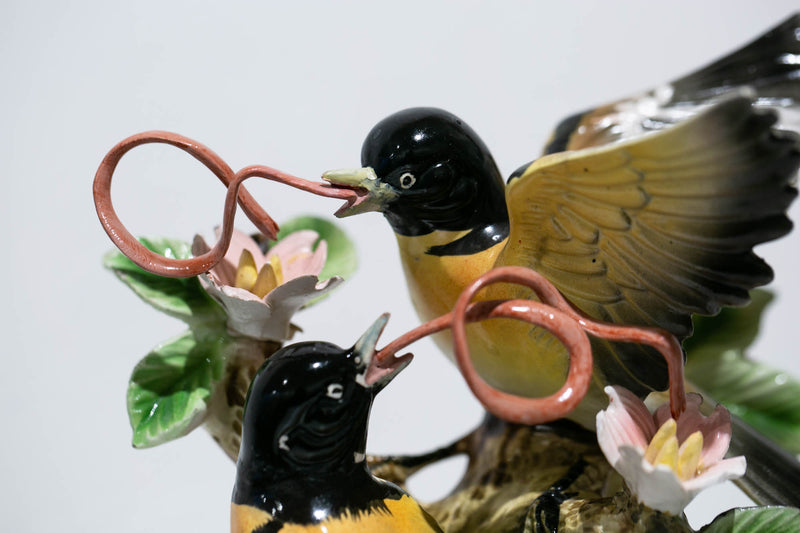 Ribbon-tongue Orioles