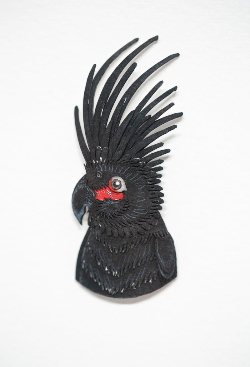 Palm Cockatoo Portrait