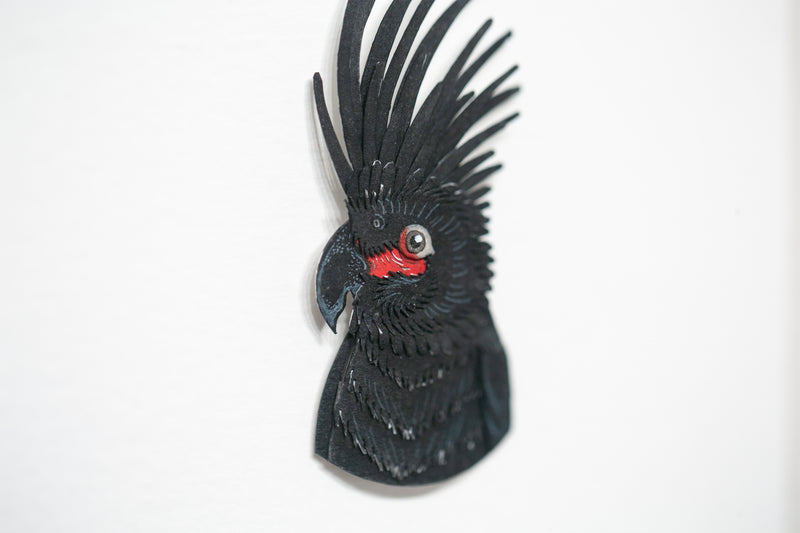Palm Cockatoo Portrait