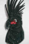 Palm Cockatoo Portrait