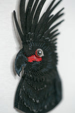 Palm Cockatoo Portrait