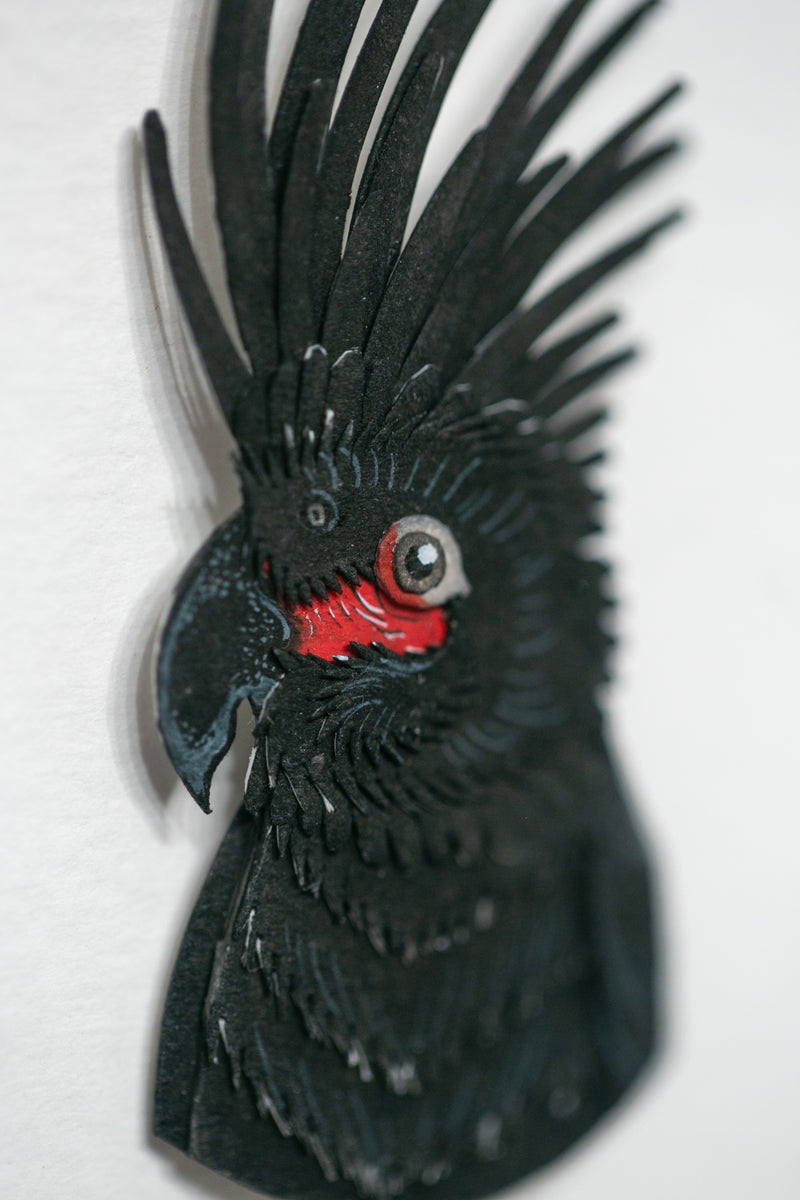 Palm Cockatoo Portrait