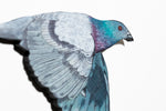 Pigeon III