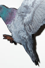 Pigeon II