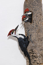 Pileated Woodpecker with chicks