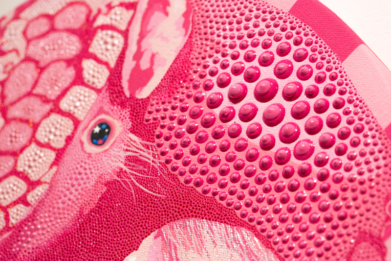 Pink Fairy Armadillo