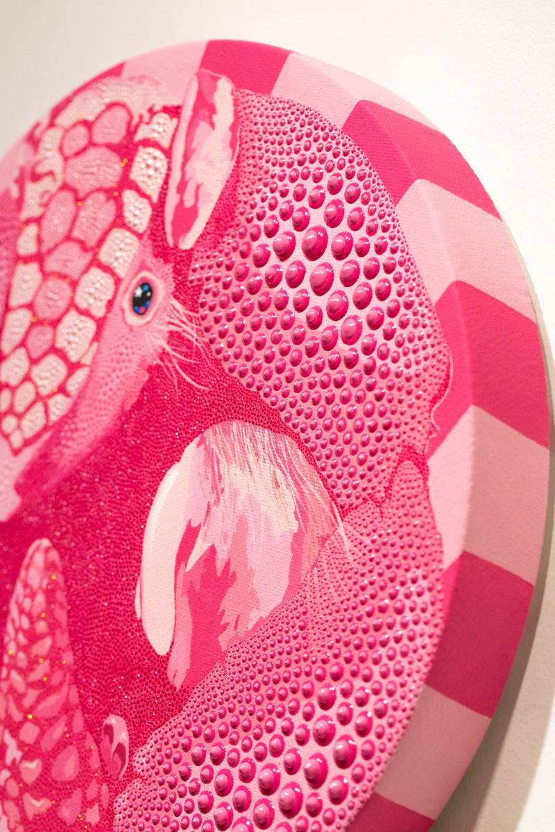 Pink Fairy Armadillo
