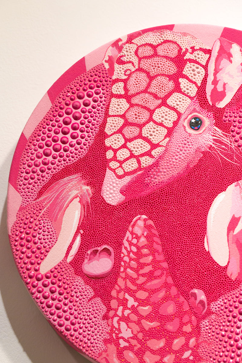Pink Fairy Armadillo