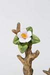 Flowering Ballerina