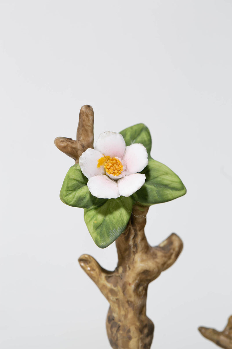 Flowering Ballerina