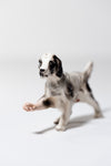 Pointer (Black & White)