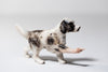 Pointer (Black & White)