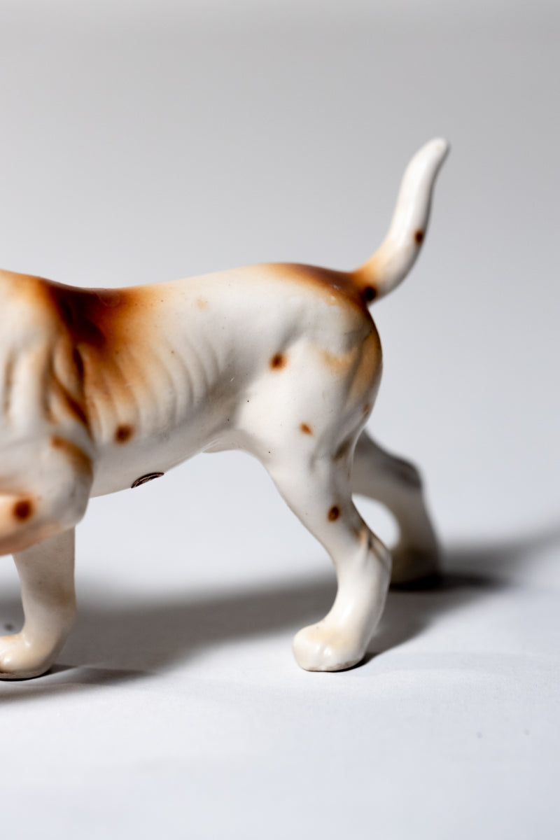 Pointer (Brown & White)